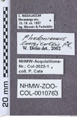 Etikette zu Phedomenus (Domenephus) longicollis (NHMW-ZOO-COL-0010763)